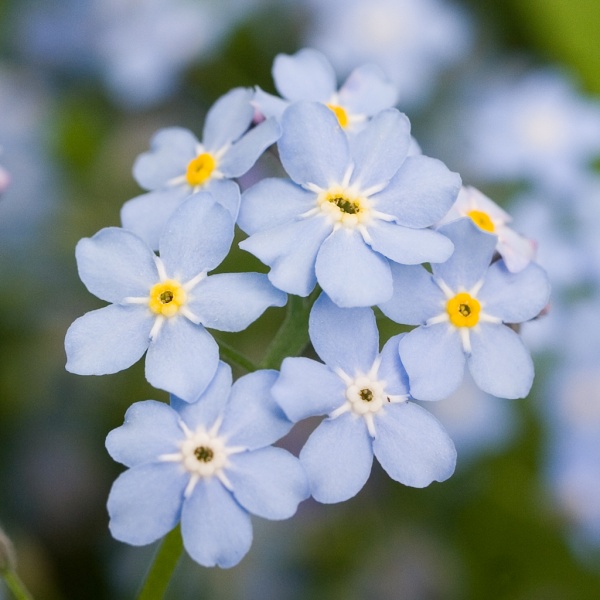 Vorboten des Frühlings