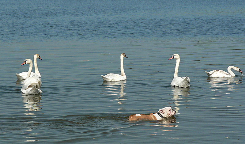 .... Ich weiß auch, wie man schwimmt