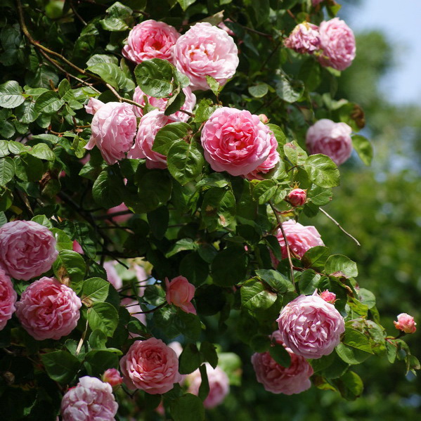 English rose