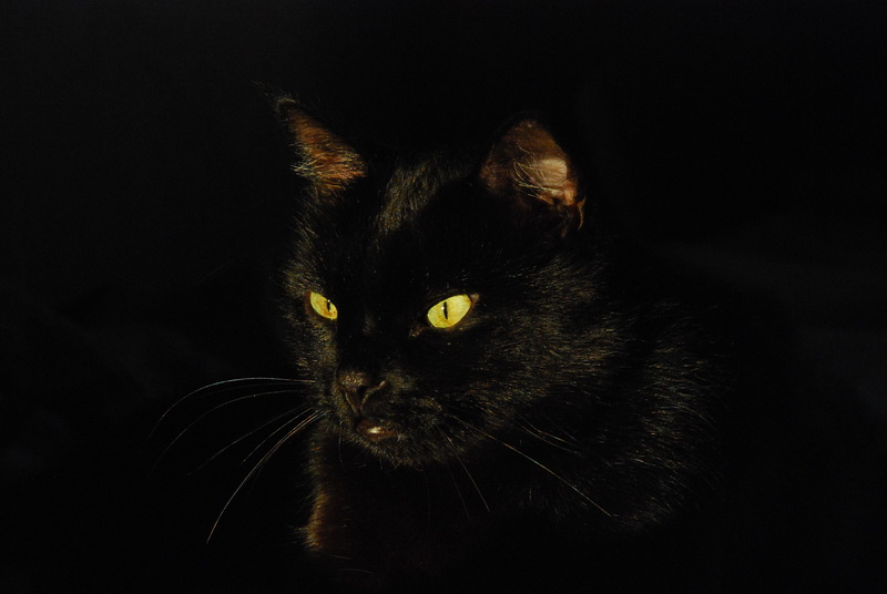 Oh, die gelben Augen.