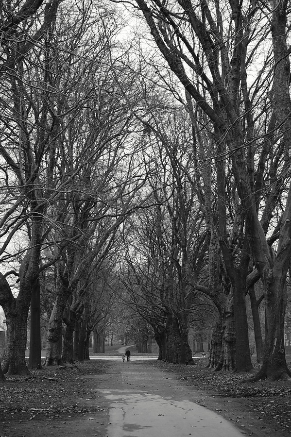 Wenn die Bäume waren groß ...