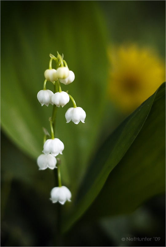 Über die Maiglöckchen ...