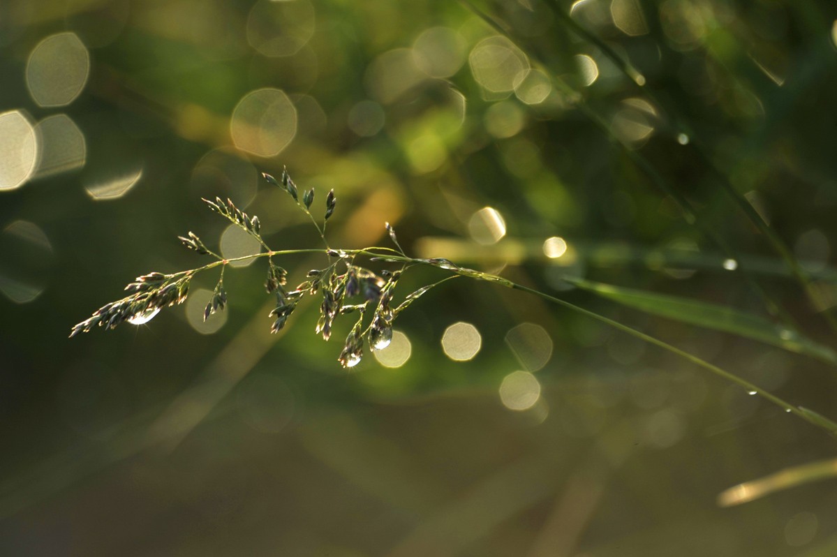 Morning Dew
