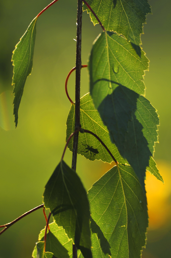 Das Leben auf der Rückseite