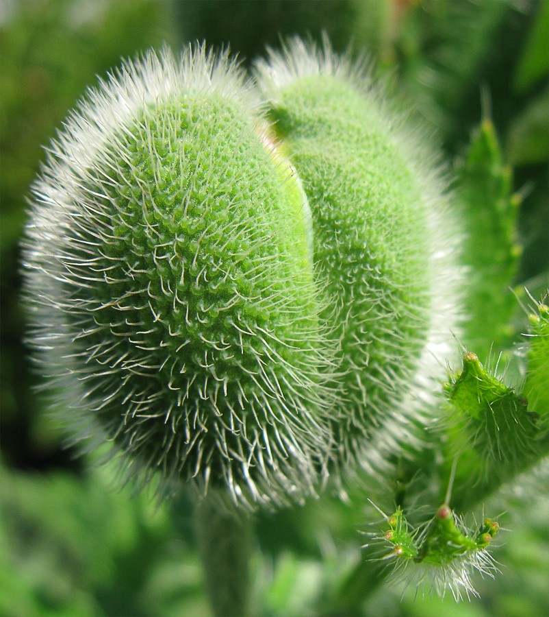 Nein, es ist nicht eine haarige Hintern Schreck