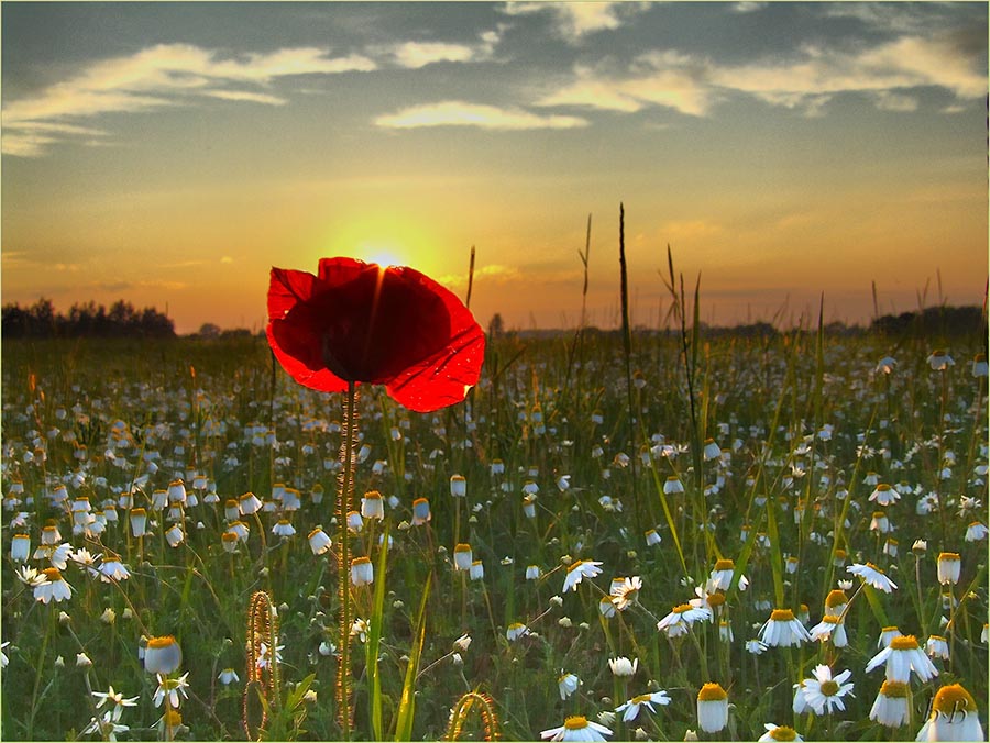 Zu Hause in der Fremde?