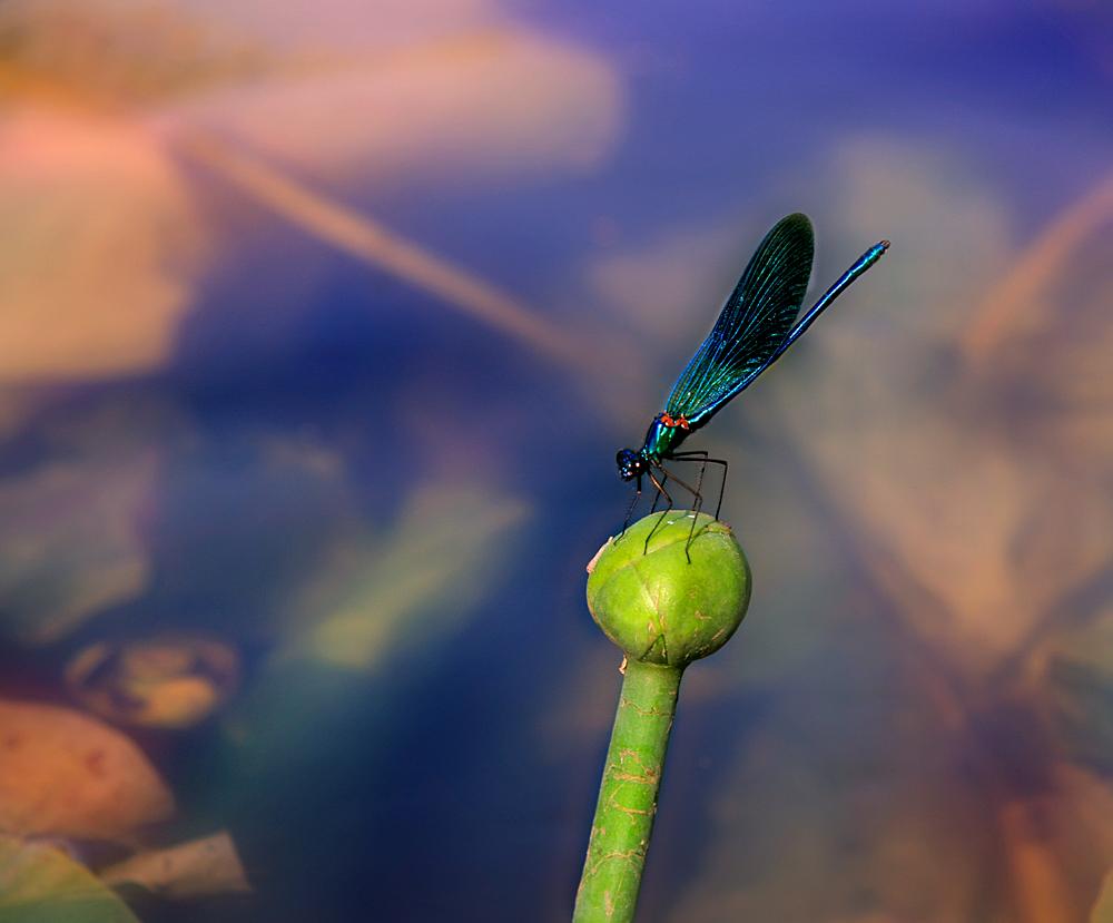 Blaue Fee Torhüter Seerosen