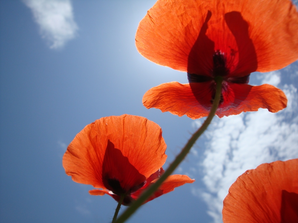 Mohn