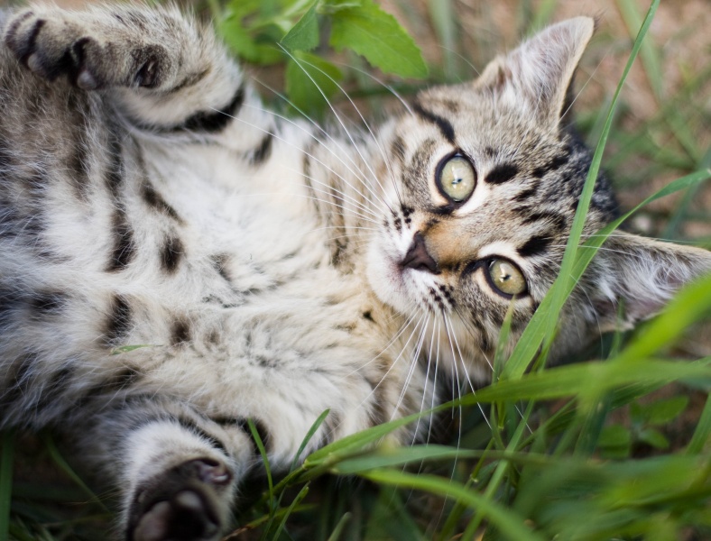 Ich war in der Sonne liegen wie ottapyritsya
