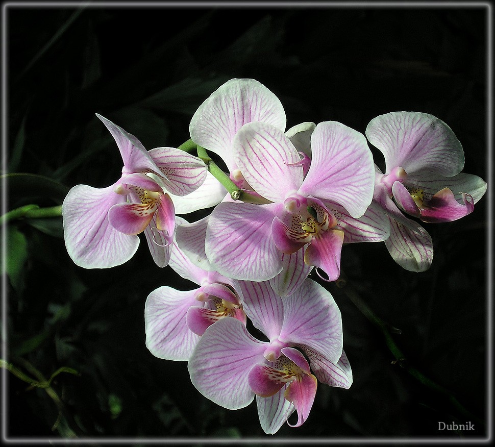 Kphalaenopsis "Chaamade"