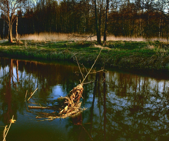 Zweig auf dem Wasser