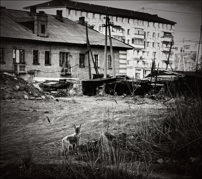 Das Leben eines Hundes