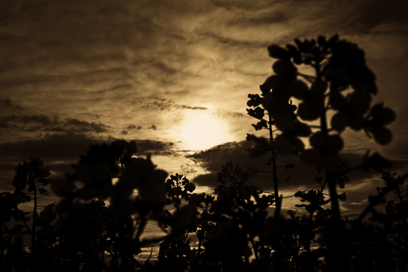 alles um den Sonnenuntergang