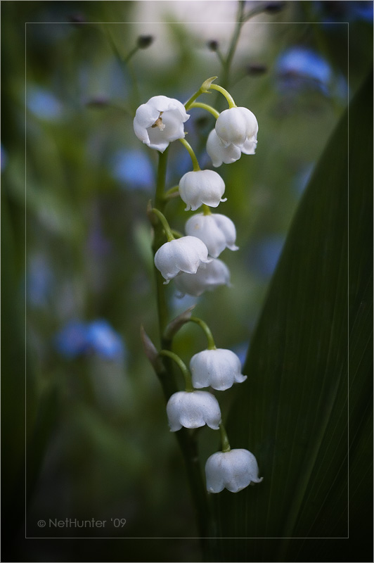 Über die Maiglöckchen ...
