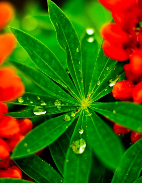 In den beiden Teilen der roten Blume manifestiert sich auf die Blütenblätter der Liebe
