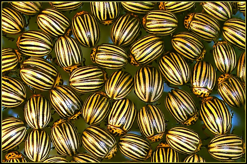 Gestreifte Freunde Truckers