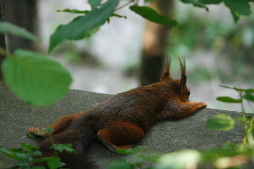 Die Beobachtung des Beobachters