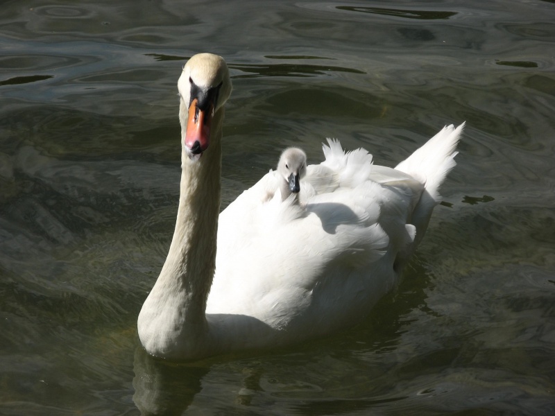 Masenky auf der Rückseite des Mom's sitzen