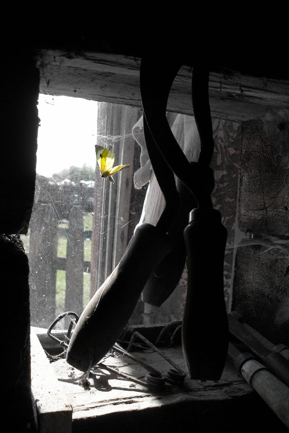 gelöscht durch ein Schmetterling