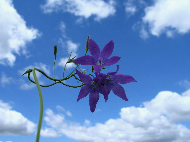 Nyabesnyya zvanochki