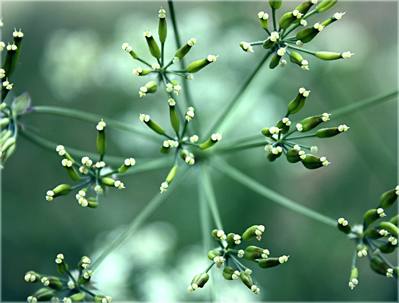 Die Geometrie der Blütenstände