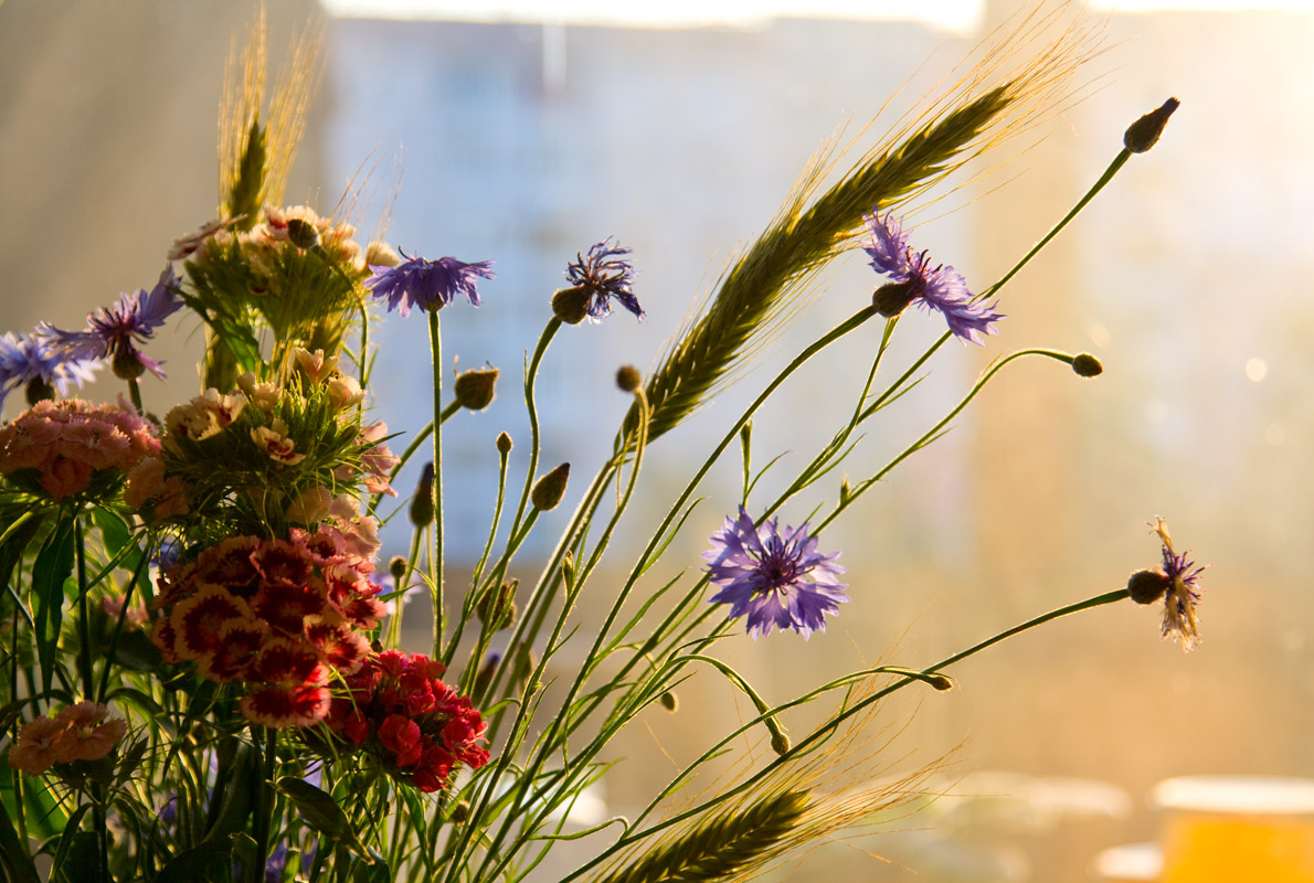 Ein Stück der Blumenstrauß in den Strahlen der scheidenden Sonne