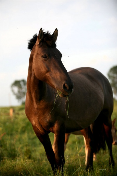 Die schönsten und intelligentes Tier.