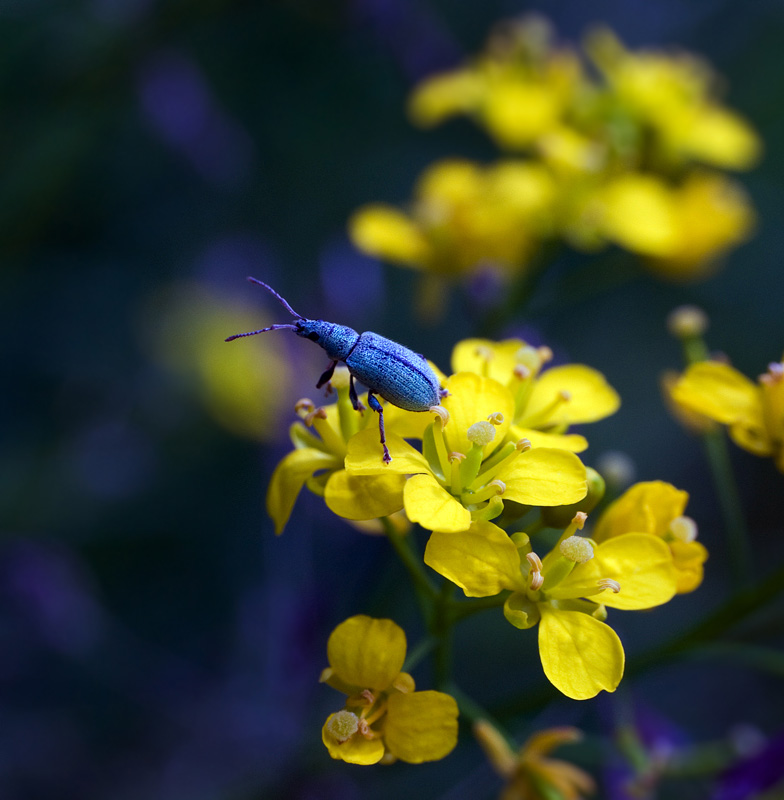 Sommer - es ist ein wenig Leben ...