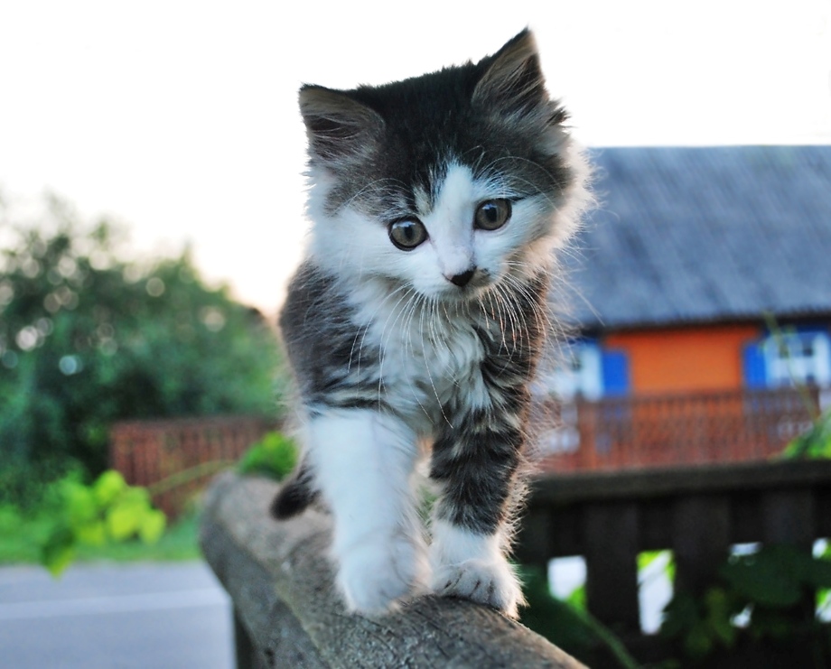 ein Liebhaber der Höhen