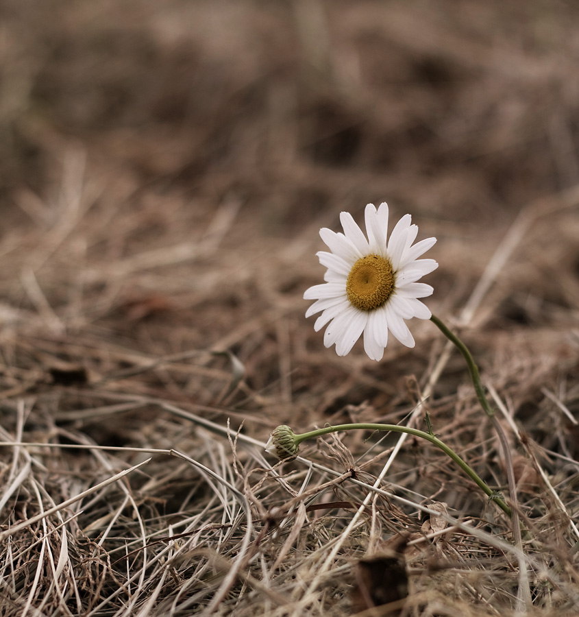 Daisy auf dem Heu