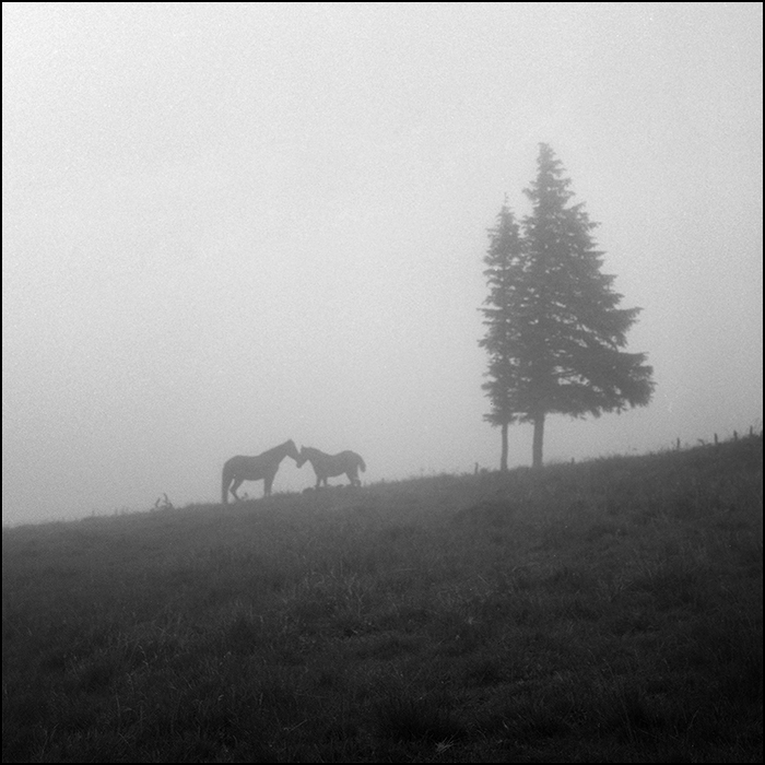 Im Vorgriff auf die Arche