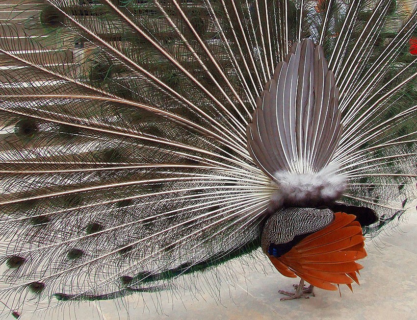 "Also, was ist hinter mir wie ein Huhn! .."