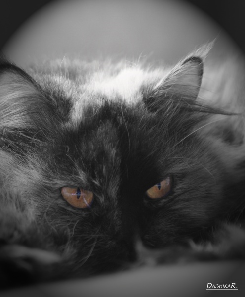 Das Tier auf der Lauer