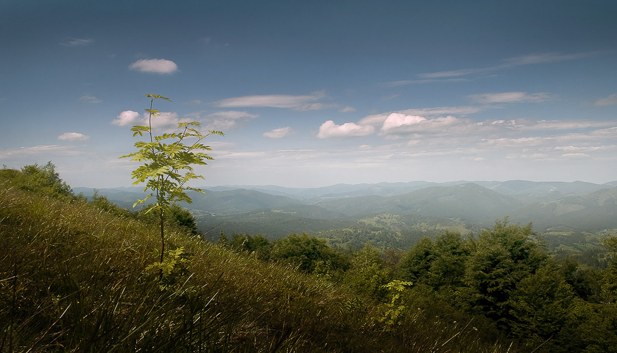 über die Berge und fahren Pflanzen))))