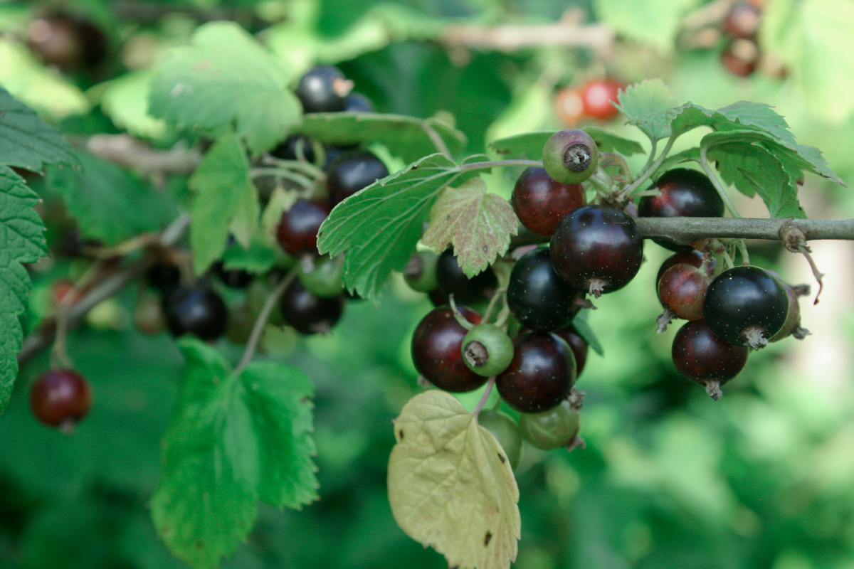 Schwarze Johannisbeere