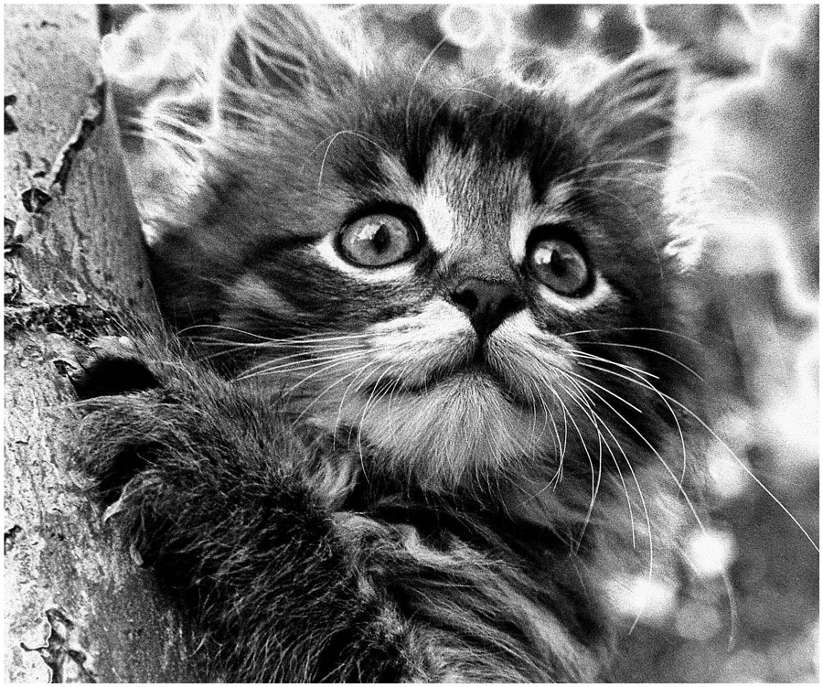 Schnauzbärtige Jäger