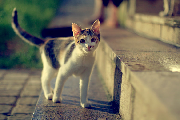 Portrait einer Katze