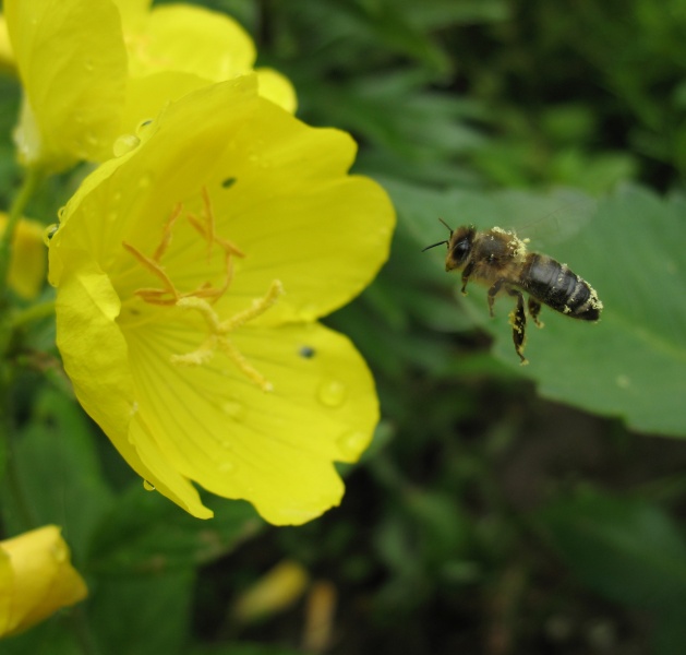 Flying dem hochgehaltenen Ziel ...