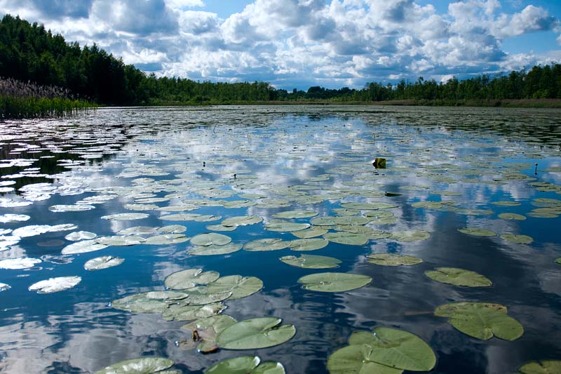 dva.boloto - dom dlya begemota