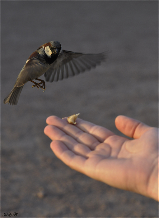 Ich gehe in die Landung ...