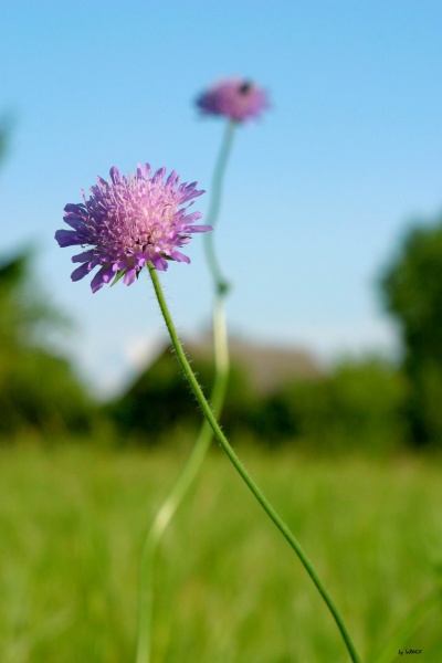 Blumen in einem Feld