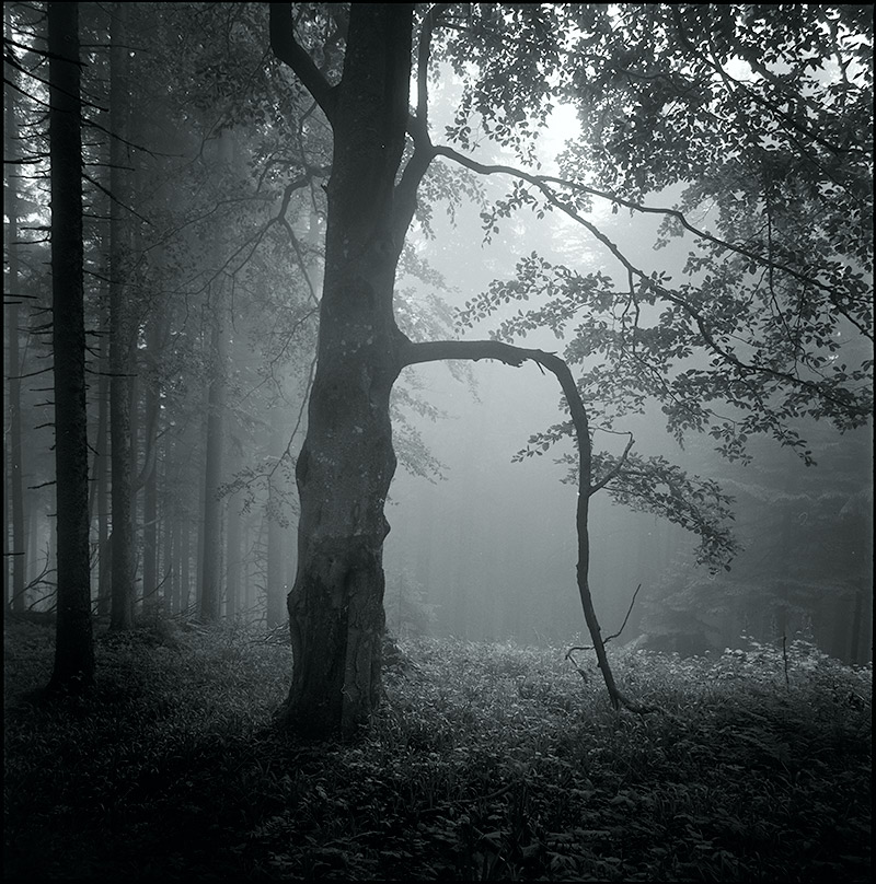 Welcome to The  Forest