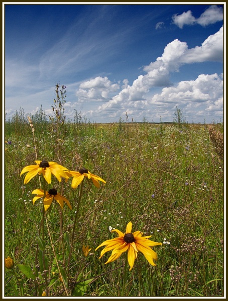 das Leben des Feldes