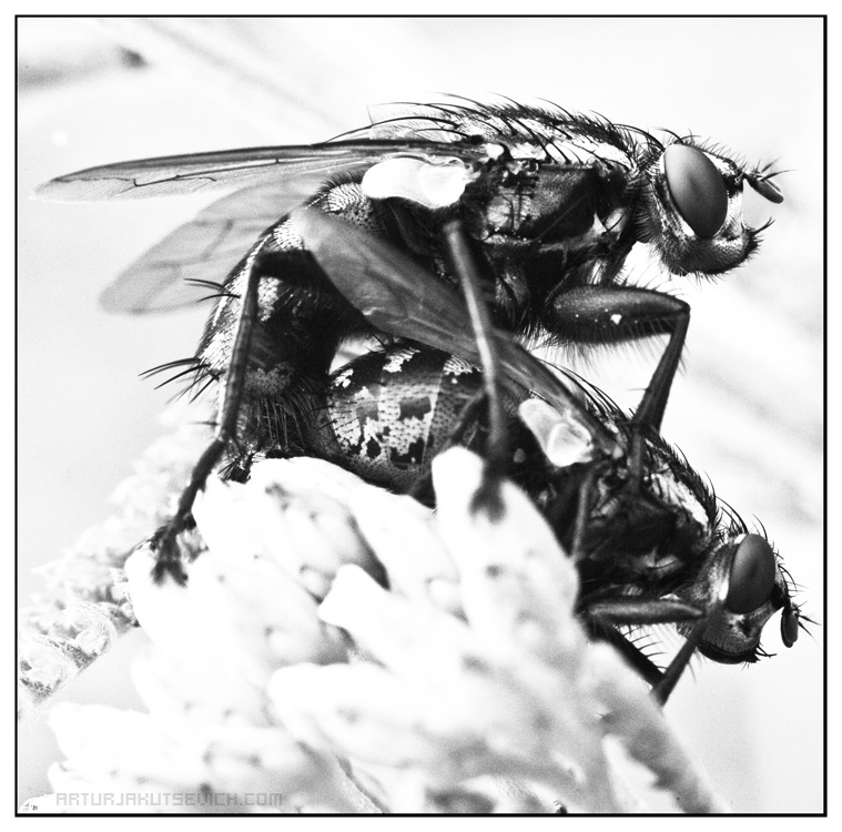 Fliegen, auch liebe es ...