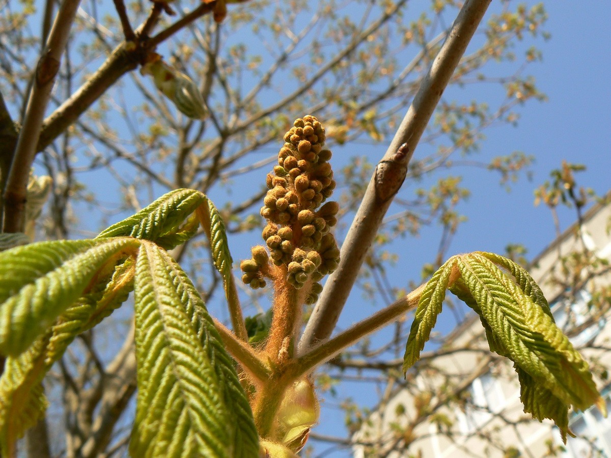 ... Zur Freiheit, zum Lichte