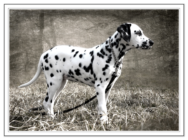 Laguna Dios Magnolia