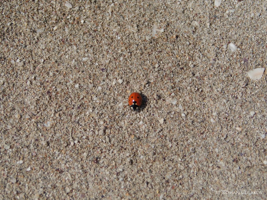 Lady-Bug