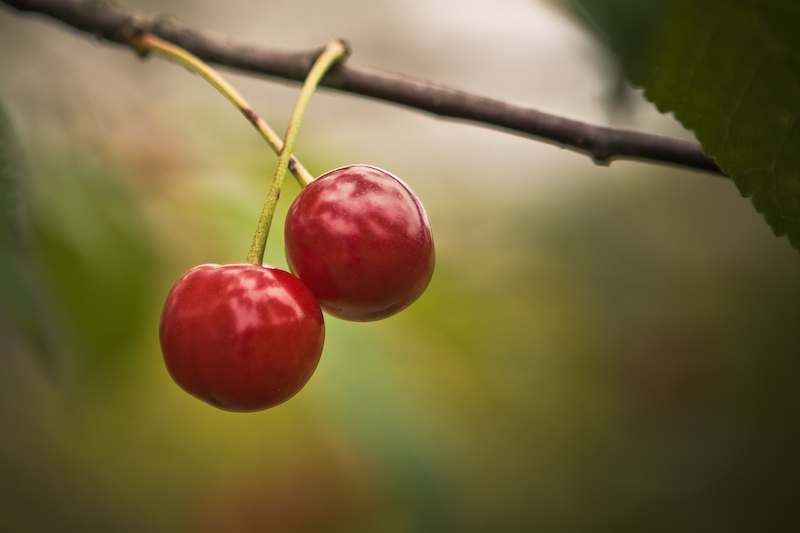 Cherry