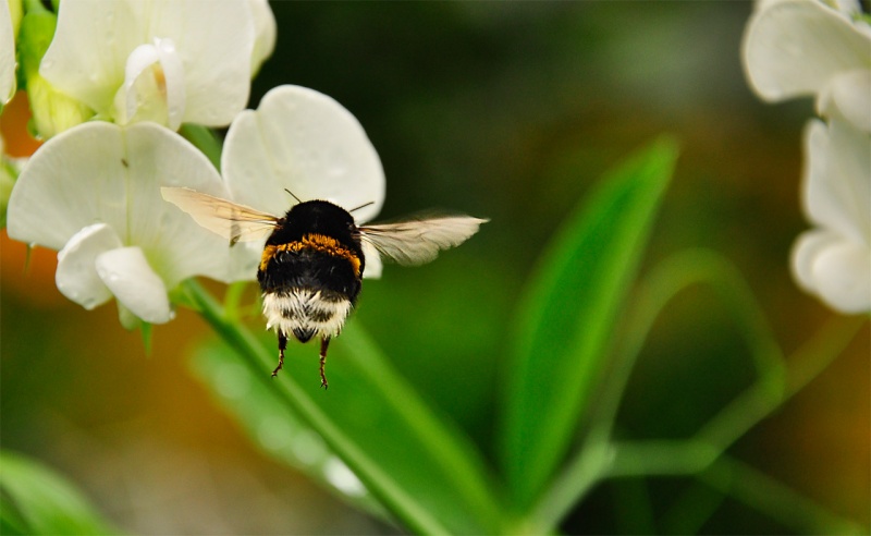 Schmel auf den duftenden Hopfen)
