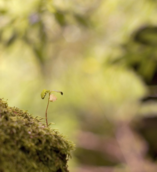 eine in der ganzen weiten Welt
